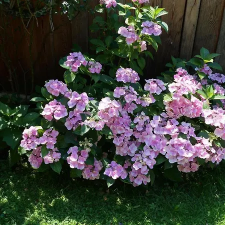 Krandlhof 아파트 *