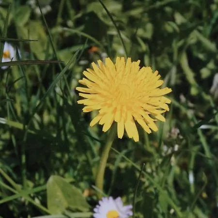 Krandlhof 아파트 젤암질러